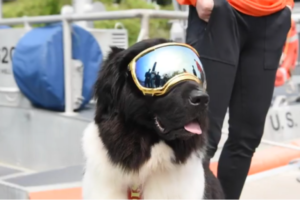 American Academy Canine Water Rescue Demo at STA Castle Hill