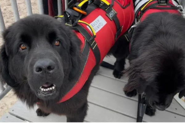 Meet America’s First And Only Lifeguard Dogs, Beacon And Buoy