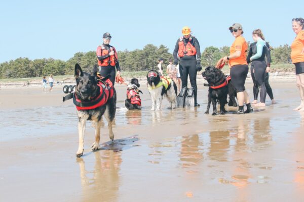 Dogs in Training