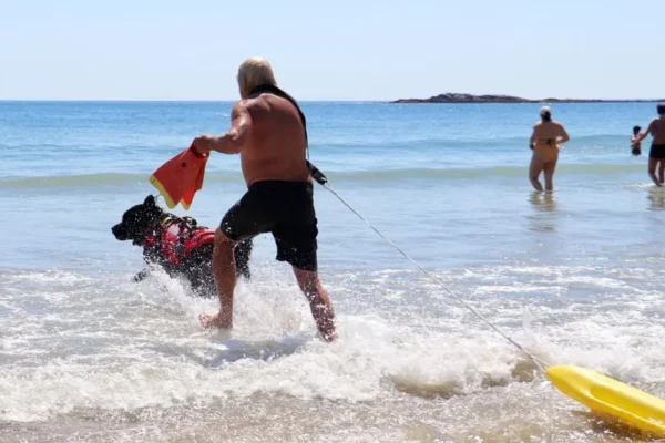 Meet the Lifeguard Dogs Watching Over Beachgoers in Maine