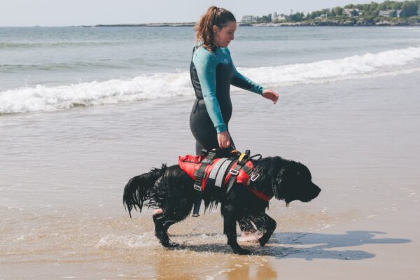 Training Water Rescue Dogs